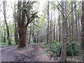 Path descending through woodland at the Castlewellan Forest Park