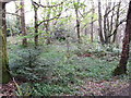 Bluebells in the woods of Castlewellan Forest Park