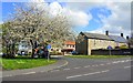 Cheery blossom on Hillcrest, Prudhoe