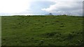 Growing grass near Canderside Toll