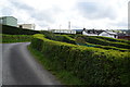 Privet hedge corner in Dolypandy