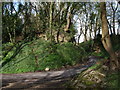 Trees and rocks, Blick