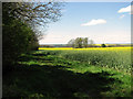 View along the northern edge of Littly Wood, Ousden