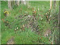 Horsetails  near Nettleton Top