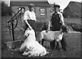 TF4509 : Shearing sheep on The Peckover Estate, Wisbech by The Humphrey family archive
