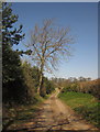 SE3162 : Ripon Rowel Walk by Tindall Wood by Derek Harper