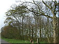TA1871 : Woodland near High Barn by JThomas
