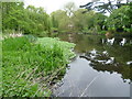 Lake in Ravensbury Park