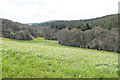 Ashwater woods and the River Carey  valley