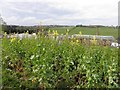 Large plants, Beltany