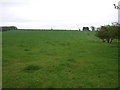 Grazing near Staunton in the Vale