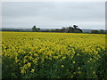 Oilseed rape crop near Westborough Lodge