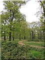 The Tamsin Trail ascends Dark Hill, Richmond Park