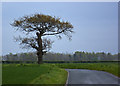 A tree on Bowkers Green Lane