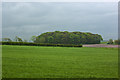 A copse by Brookfield Farm