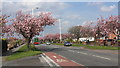 SD3619 : Cherry Blossom Time by K  A