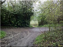 TQ1551 : Denbies Drive in Ashcombe Wood by Hugh Craddock