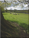 SD4589 : Lyth Valley sheep near Row by Karl and Ali