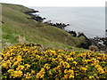 SH1629 : Gorse bushes, on the Llyn Coastal Path by Peter Barr