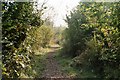 Path through Howe Park Wood