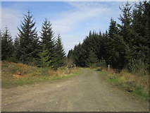 NY7575 : A forest track near Black Hill by Ian S