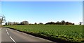 Field of rape near Hoxne