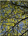 Leaves by Upton Road, Torquay