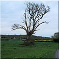 Tree on field boundary