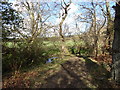 Woods along the Dene Burn