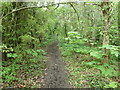 Footpath Selmeston 18a into Ludlay Coppice