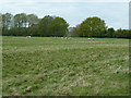 Sheep grazing near Ludlay Coppice