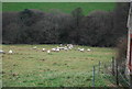 Sheep on the edge of Uploders