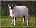 Sheep in Goathland