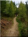 Footpath in Chopwell Wood