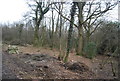 TQ6426 : Logging Newbridge Wood by N Chadwick