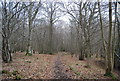 TQ6426 : Woodland footpath by N Chadwick