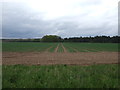 TL7673 : Farmland, Icklingham by JThomas