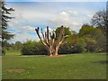 TQ3309 : Tree in Stanmer Park by Paul Gillett