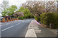 SD6608 : Cherry blossom on Regent Road by Ian Greig