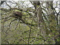 NM4423 : Large nest by the Allt Chaomhain by M J Richardson