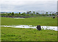 A pony grazing at Monks Farm oblivious to the motorway traffic behind