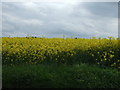 Oilseed rape crop, Elmswell