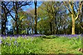 Blackbury Camp, Devon