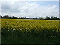 Oilseed rape crop, White House Farm