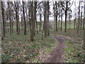 Through Shelf Held Coppice near St. George