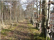 NT5269 : Old beech fence, Colstoun Woodlands by Richard Webb