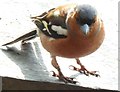 Chaffinch