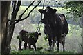 Mid Devon : Cattle Grazing