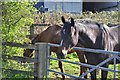 Mid Devon : Horses at Woodside