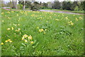 SO8844 : Cowslips in Croome Park by Philip Halling